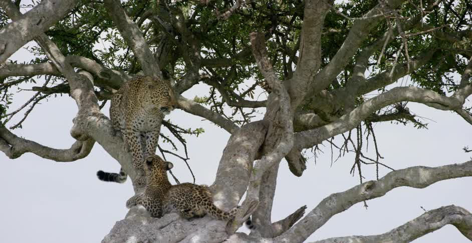 Two cheetahs are in a tree