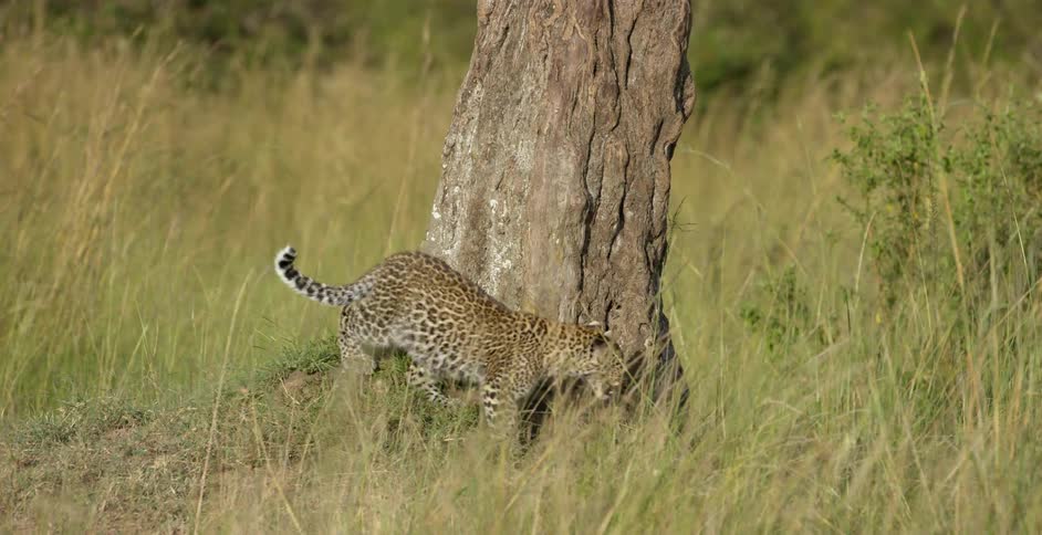 A leopard is walking around a large tree