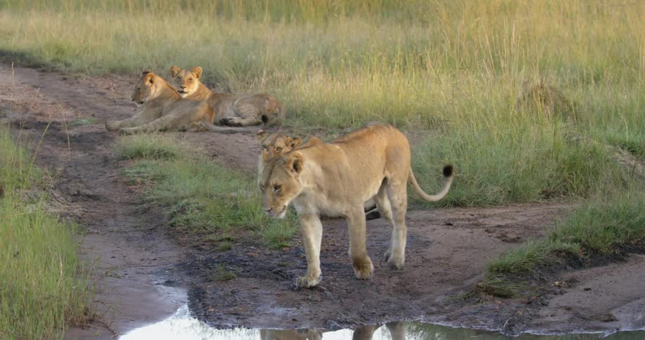 Lions walk and lay around a small pond near the grass