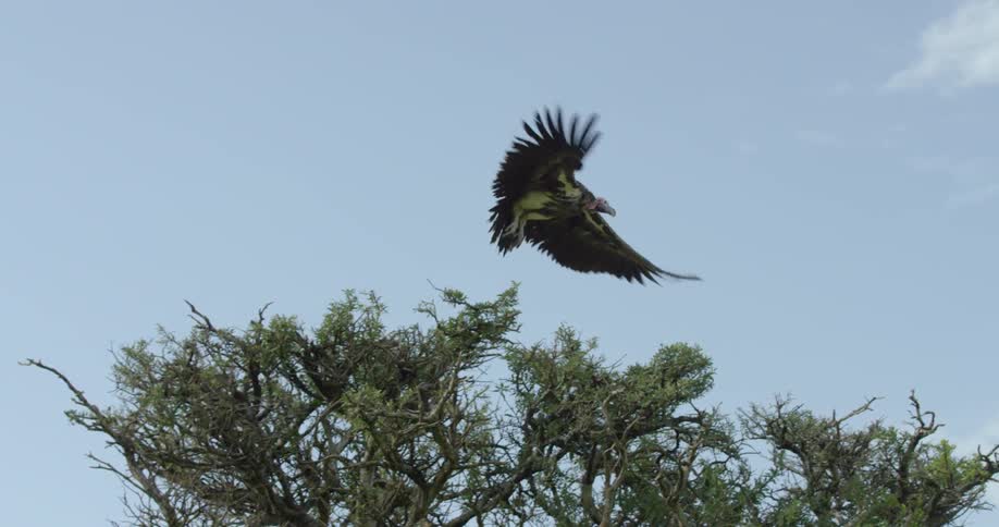 A vulture takes flight from a treetop during the day