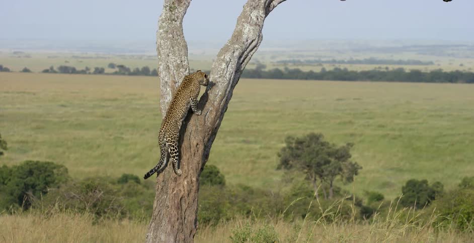 A leopard leaps and climbs up the tree