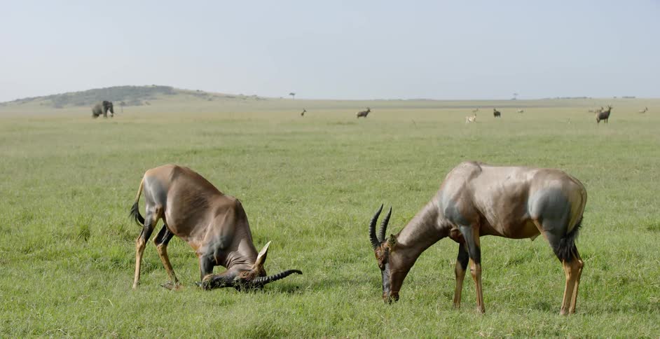 Wild animals graze in a grassy field
