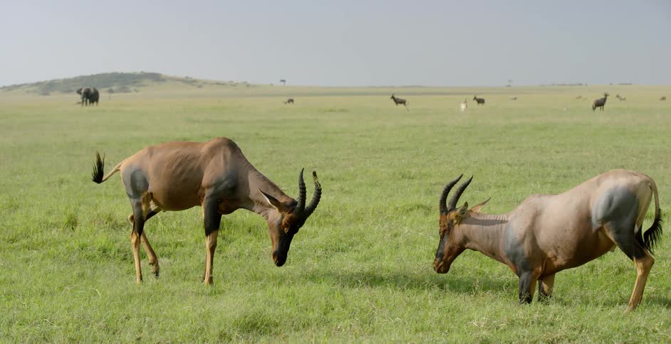 Two horned creatures butt heads