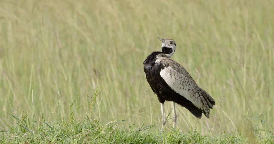 A bird reaches its head up and down