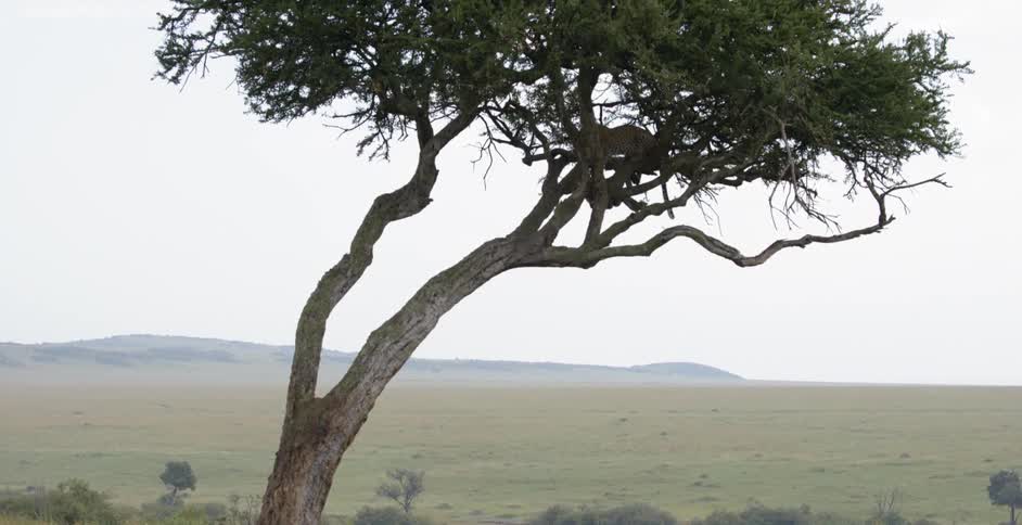 Tree sits in a field under a cloudy sky