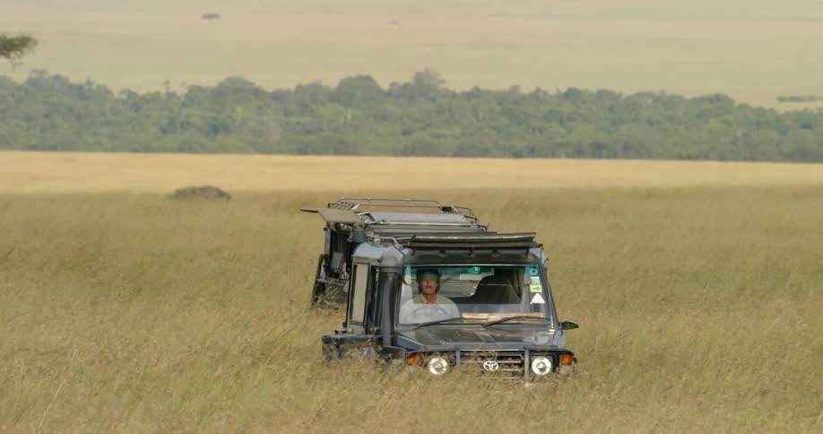 Vehicles drive across a grassy field on a safari