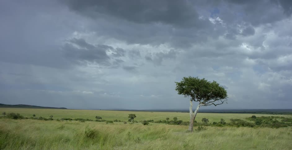 A lone tree is standing in the middle of the prairie
