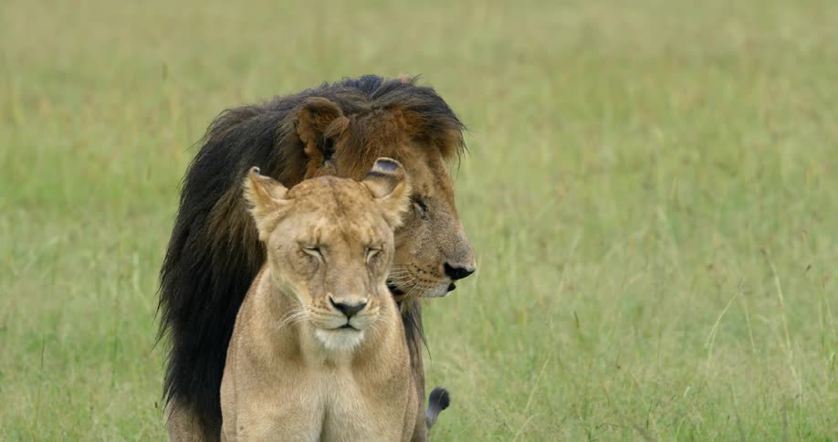 A lion and a lioness are laying around in the grass