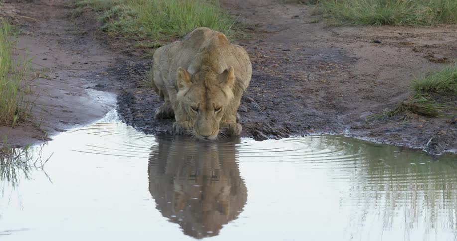 A lion is drinking from a puddle during the day