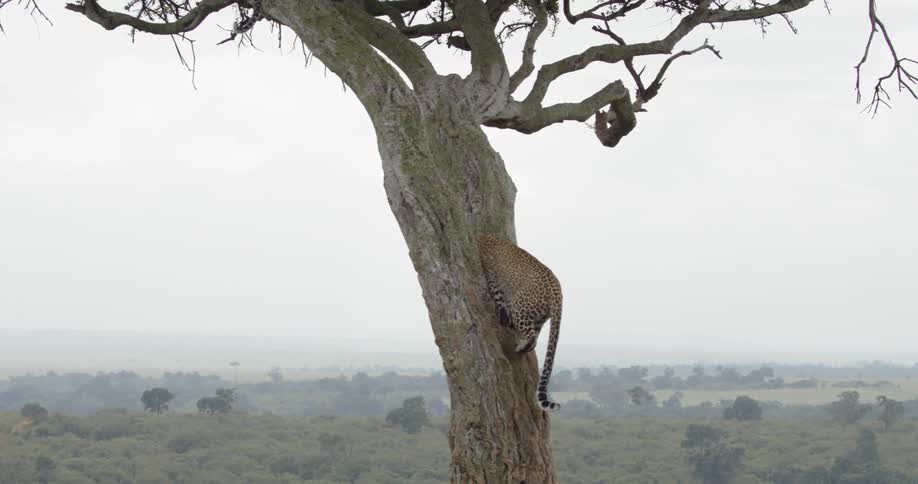 A leopard climbs a tree