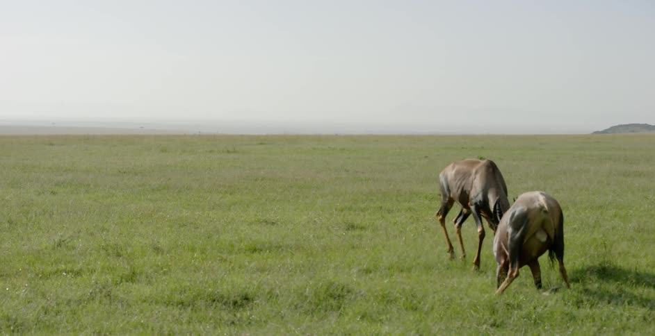 Two antelopes are ramming each other