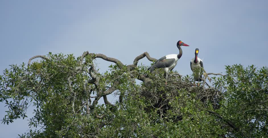 Large birds are sitting on these tall trees