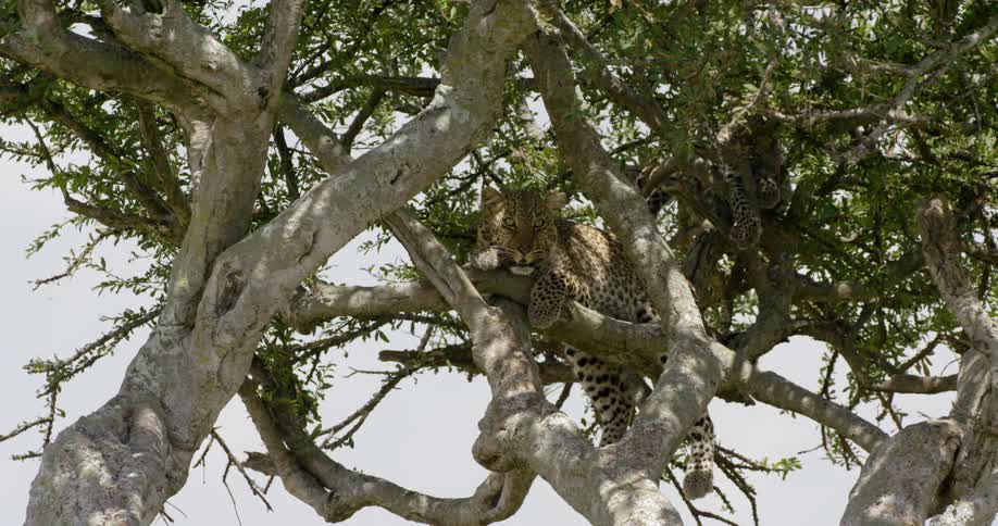 Leopards sit in a tree