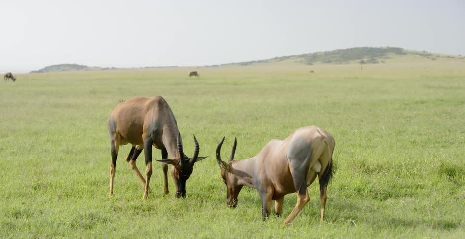 Two large antelopes are fighting