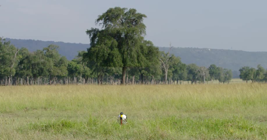 A bird is gathering a clump of vegetation in a field during the day
