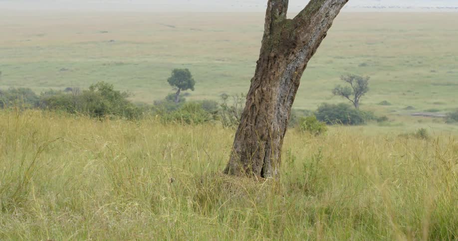 A leopard jumps from a tree