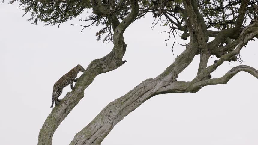 Cheetah climbs a tree