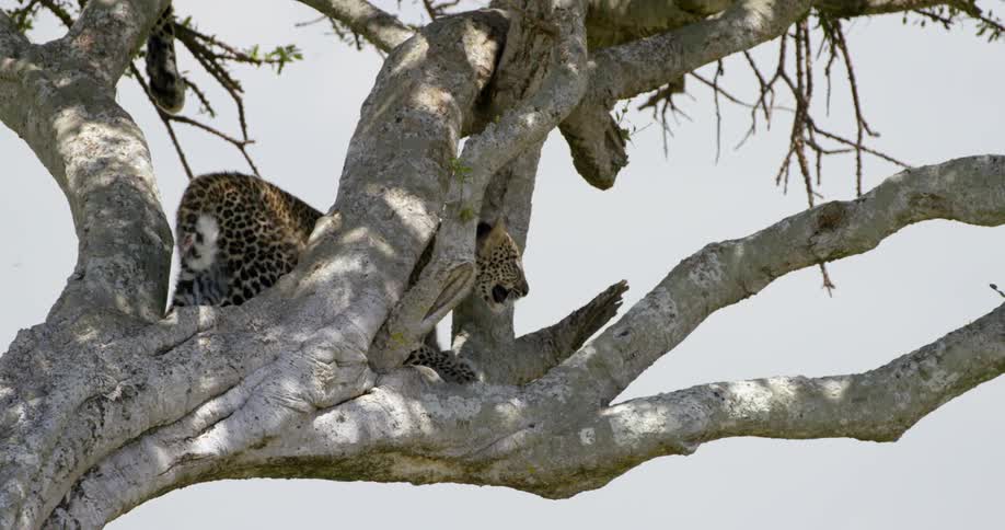A leopard is climbing through the branches of the tree