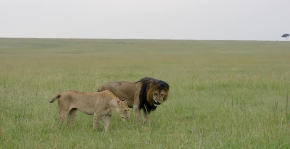 Two lions walk through a grassy field