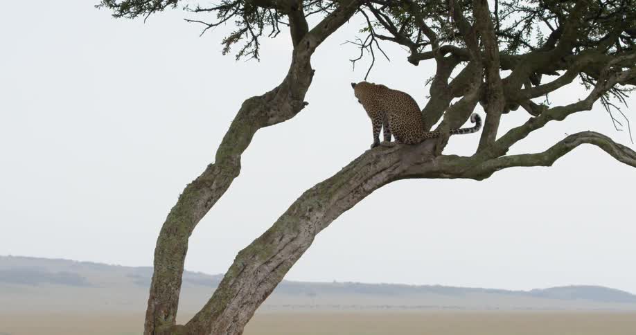 Cheetah rests in a tree