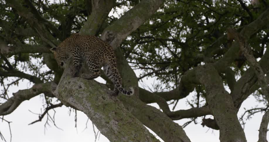 A cheetah climbs up a tree