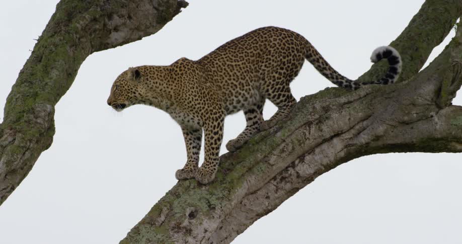 A cheetah is in a tree