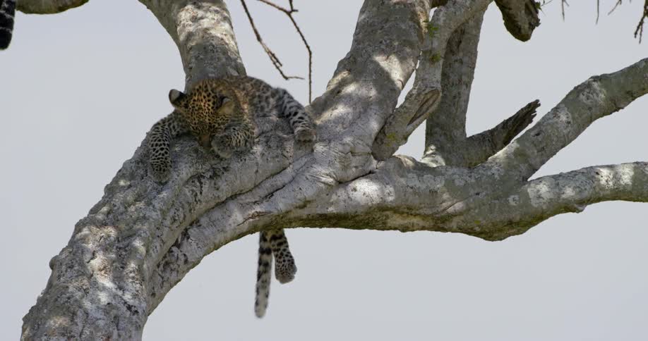 A leopard is grooming itself while perched in a tree during the day