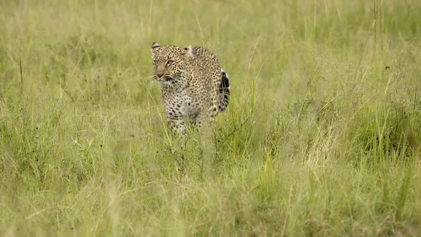 A cheetah walks through grass