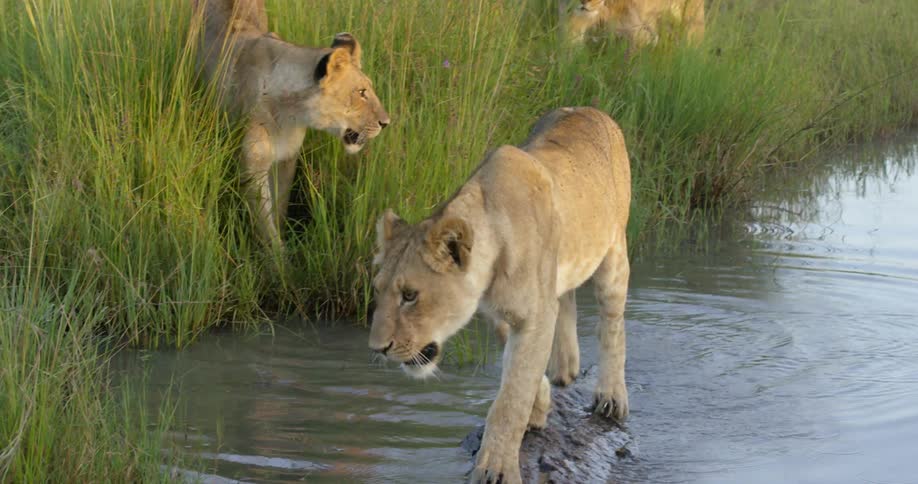 A couple of lions are walking through the water