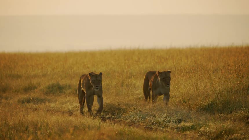Two lions walk on the grass on a cloudy day