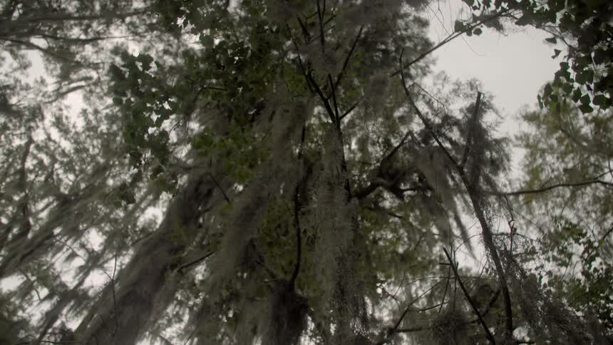 Leaves hanging from tree in swamp