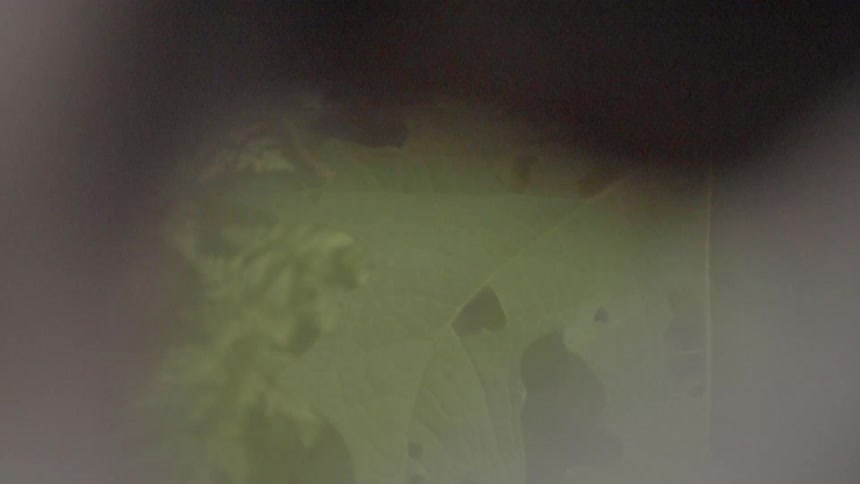A tree leaf is covered with holes