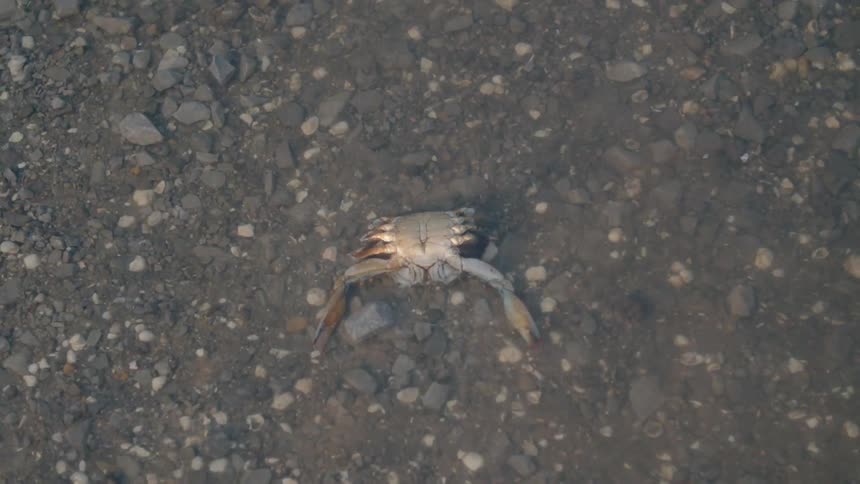 Crab laying face down in shallow water