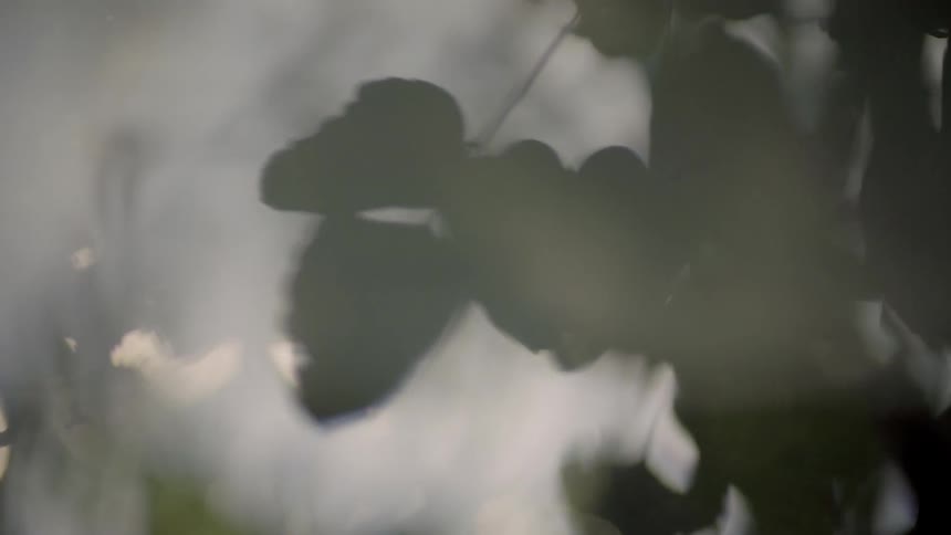 Leaves are swaying on a tree branch during the day