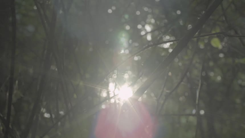 Sun is shining through small tree branches