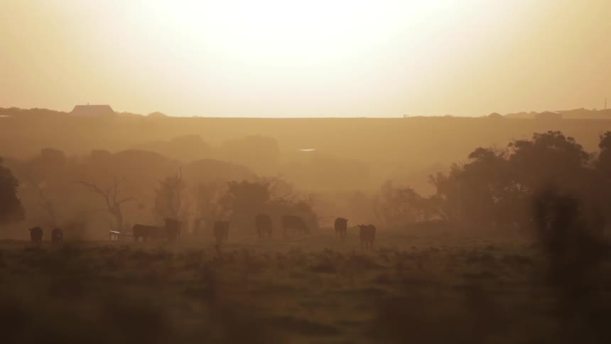 Cow herd in a sunset