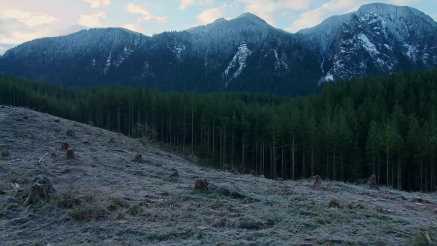 Thick trees near a snowy mountain