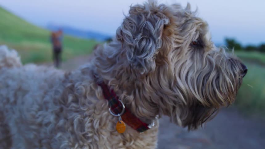 Dog looking around & standing on a dirt path
