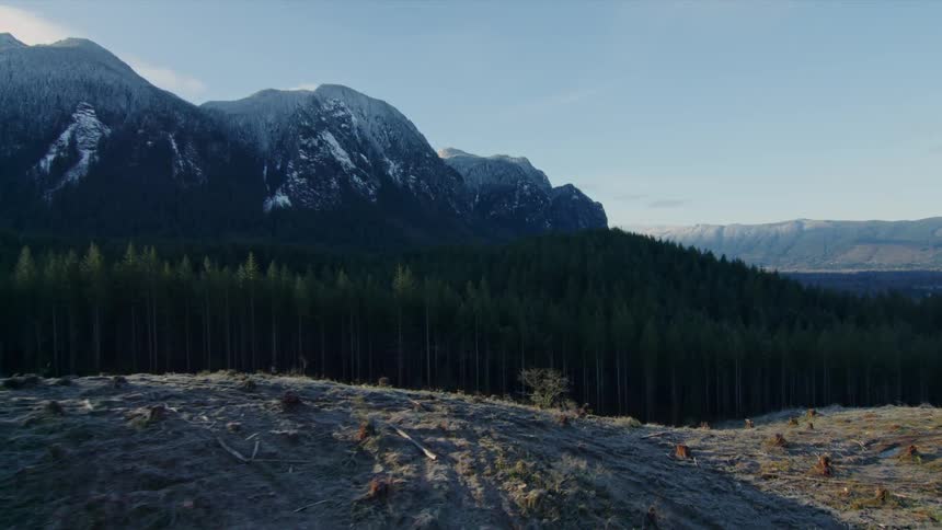 Forest surrounded by mountain