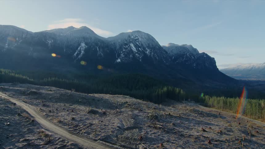A recently burnt patch of forest has a road going down the middle of it