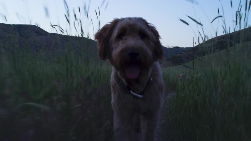 Two dogs running through grassy trail