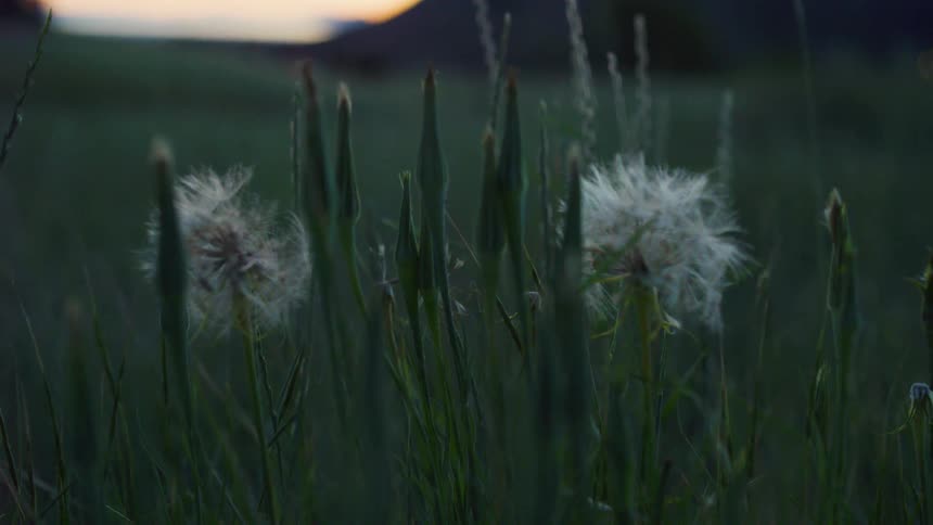 Dandelions are blooming in a field at dusk