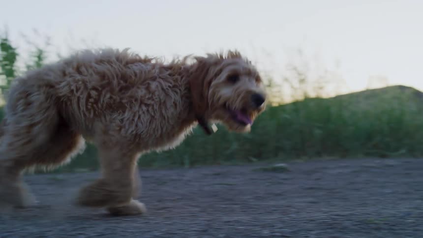 A woman runs as a dog follows her