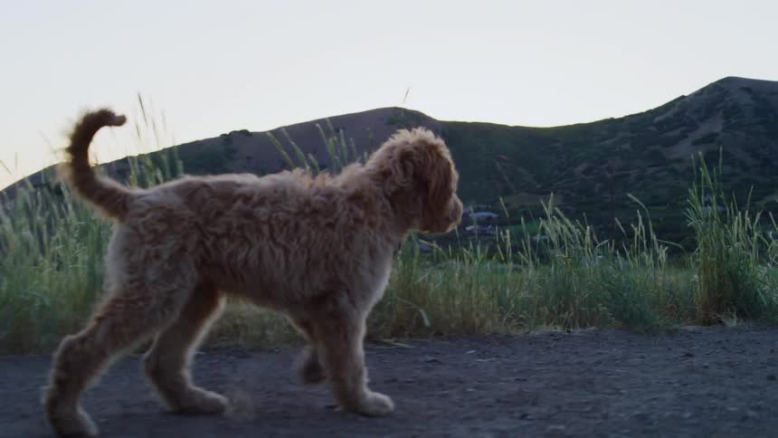 Dogs walk down path surrounded by tall grass