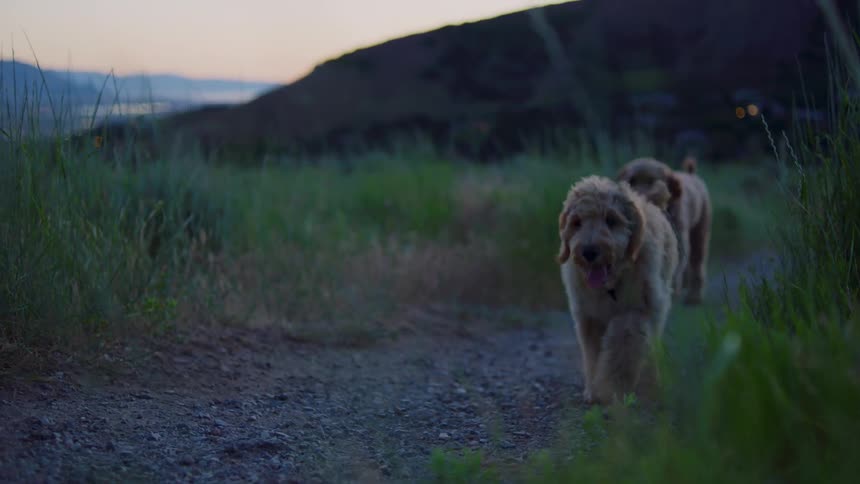 Two dogs walk outside in the grass