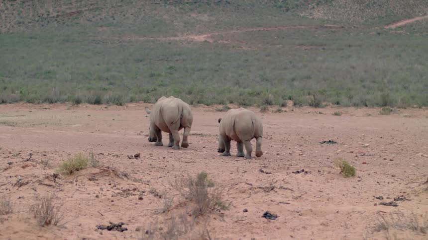 Two rhinos walking across a barren field