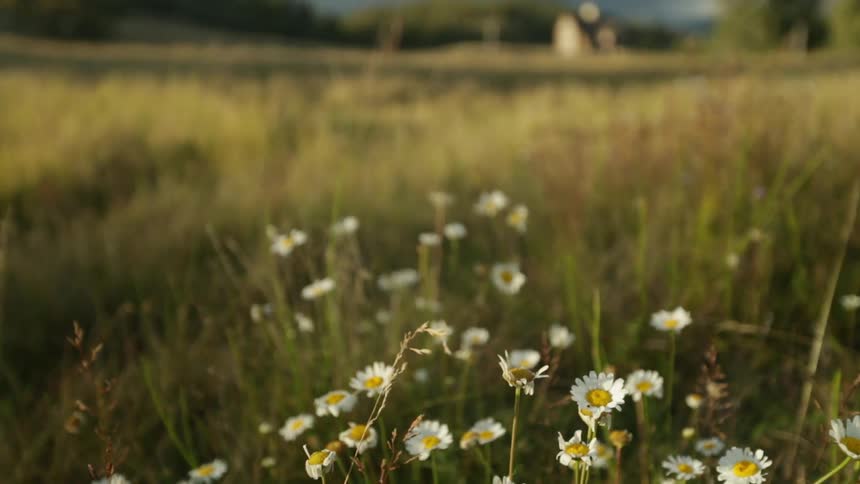 Close up of a group of flowers in a meadow