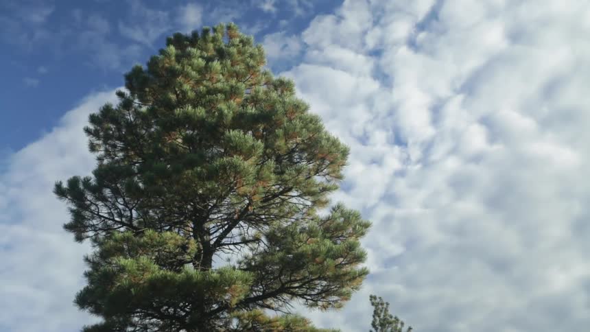 A pine tree under a sky filled with fluffy, white clouds