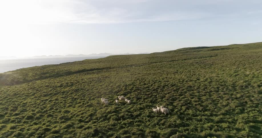 Sheep are running across a grassland near a cliff's edge during the day