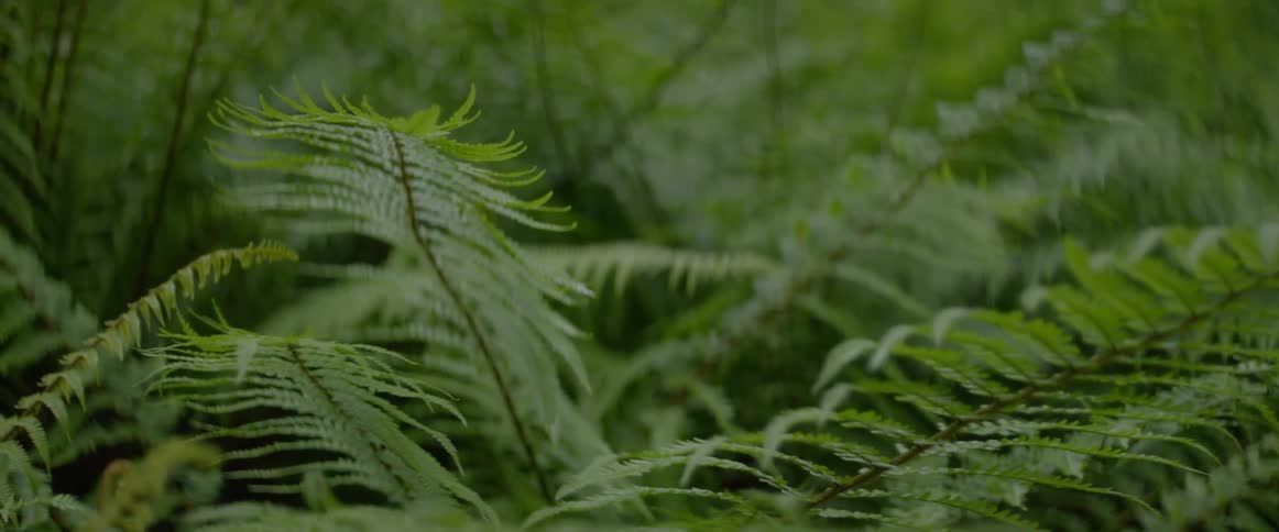 Fern branches sway in the wind
